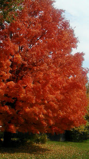 RED leaves